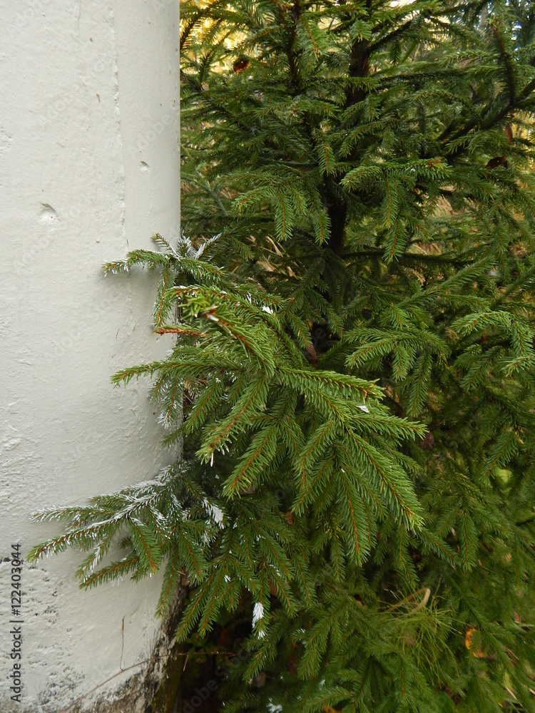 Naklejka premium Ель с пятнами краски