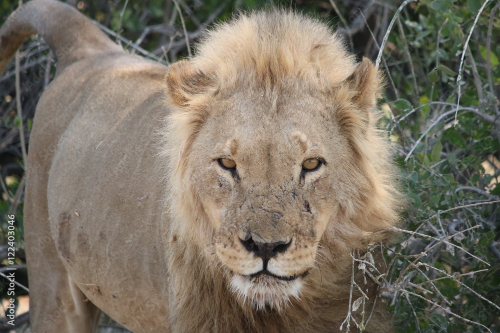 Fototapeta premium Lion - löwe - panthera leo in Namibia
