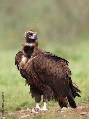 Black vulture  Aegypius monachus 
