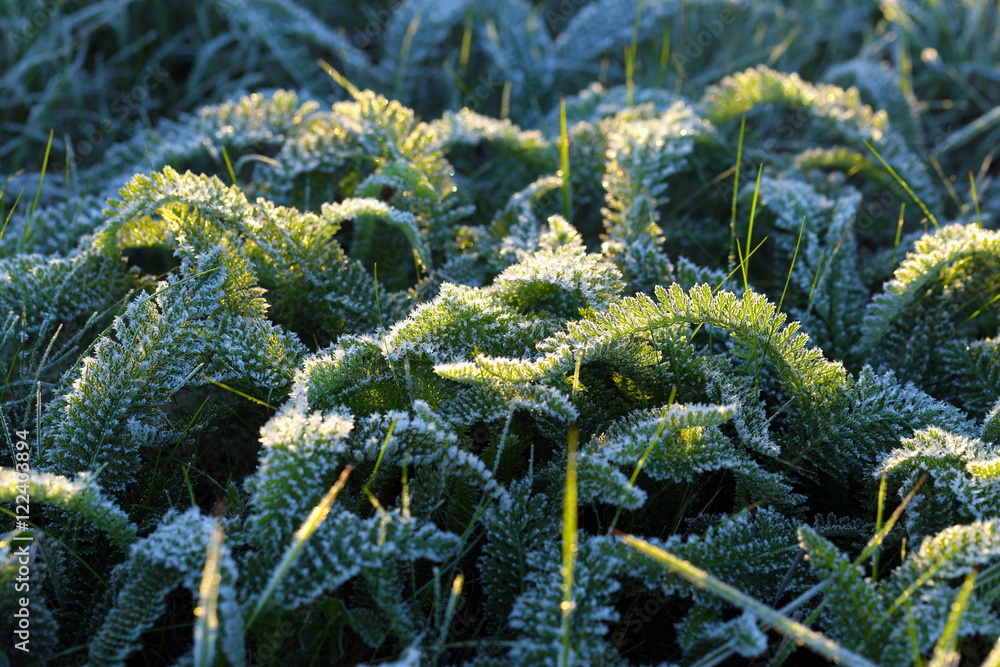 The first frosts on a grass in Siberia
