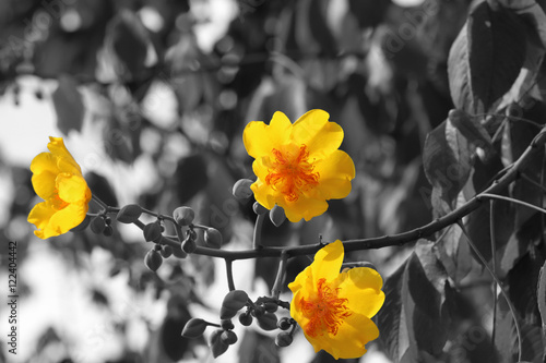 Yellow cotton tree on black and white background