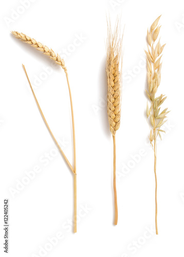 ears of wheat, oat and barley isolated on white