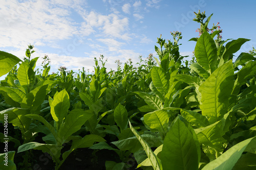 Virginia tobacco (Brightleaf tobacco) plants growing on plantation in Woznawies, Podlaskie province, north-eastern Poland. Selective focus.