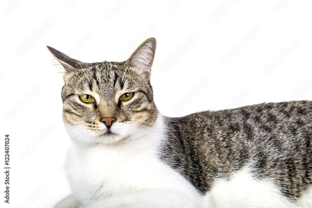 Fototapeta premium stray cat is sitting against isolated white background