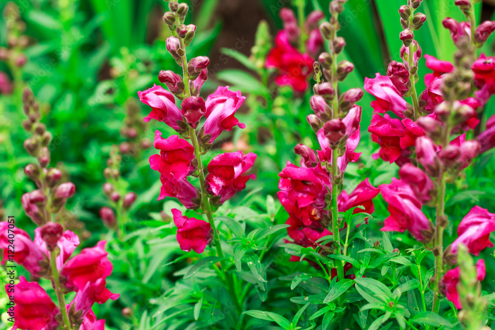 Fototapeta premium Summer flowers outdoors