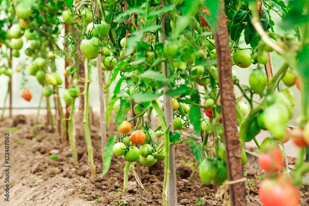 Fresh tomato bushes in greenhouse Fresh tomato bushes in greenhouse
