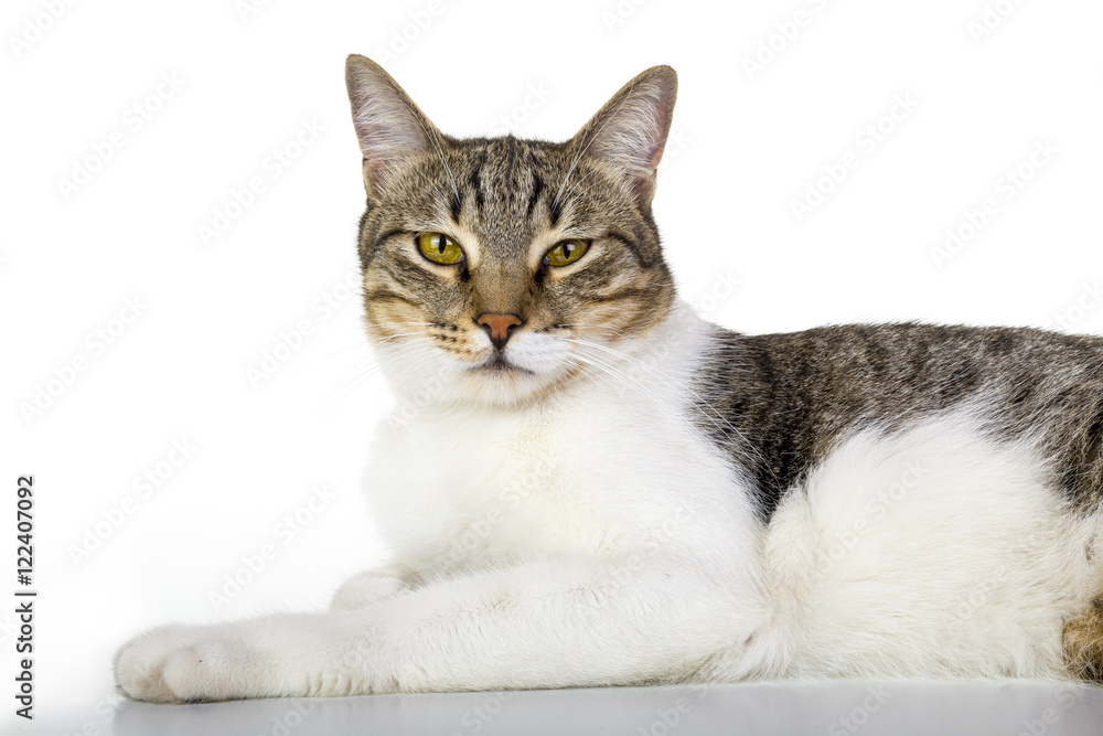 Angry look, mixed breed cat is sitting. Isolated white. Looking at camera.