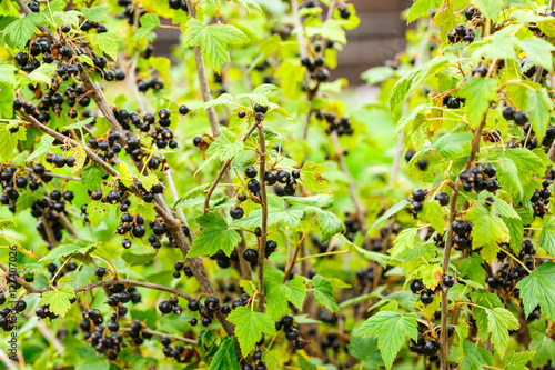 Branch of fresh black currant