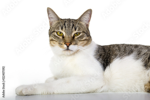 Angry look, mixed breed cat is sitting. Isolated white. Looking at camera.