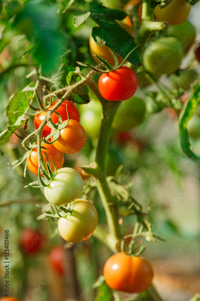 Fresh tomato bushes in greenhouse