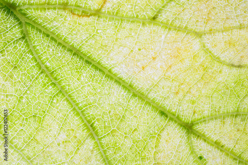 Back light on yellowing pumpkin leaves