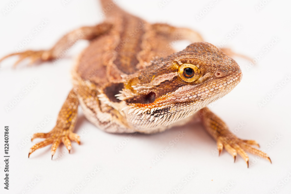 one agama bearded on white background.reptile close-up. one agama bearded on white background.reptile close-up.