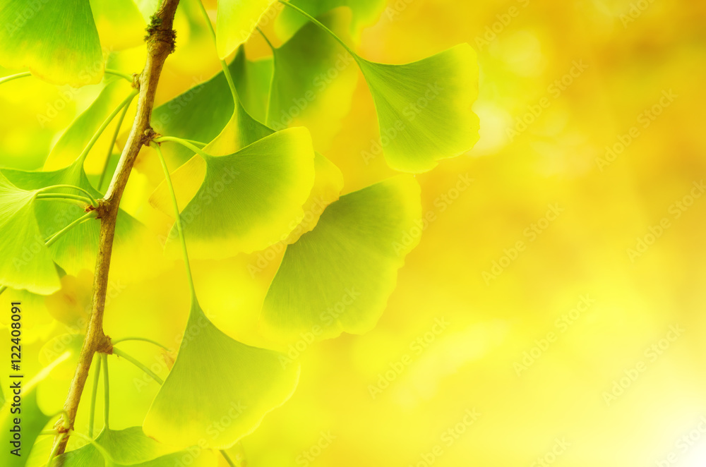 Green and yellow fall leaves of Ginkgo Biloba - healing plant, nature sunny background Green and yellow fall leaves of Ginkgo Biloba - healing plant, nature sunny background