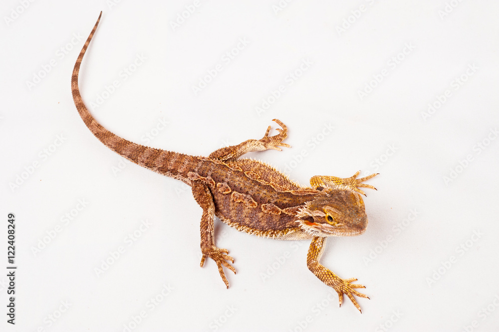 Fototapeta premium one agama bearded on white background.reptile close-up.