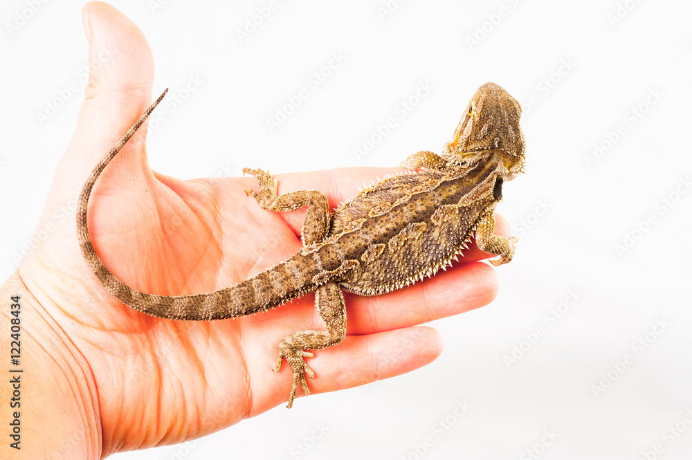 one agama bearded on white background.He is sitting on a human hand