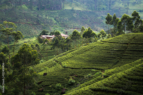Tea Fields of Sri Lanka, Nuwara eliya