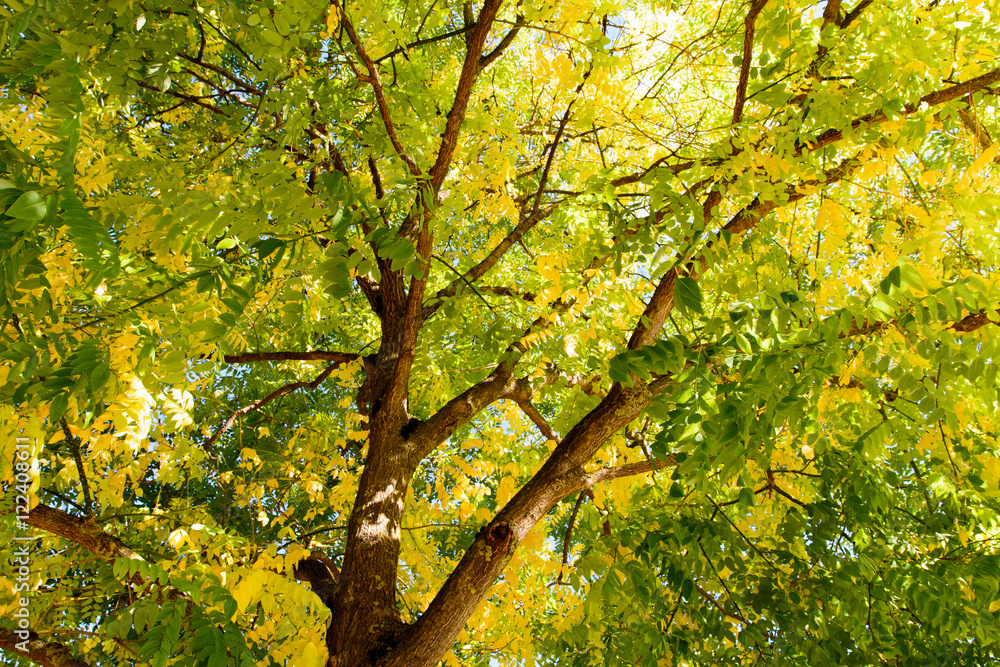 Farben im Herbst im Baum und Laub Farben im Herbst im Baum und Laub