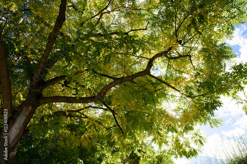Fototapeta Naklejka Na Ścianę i Meble -  Farben im Herbst im Baum und Laub