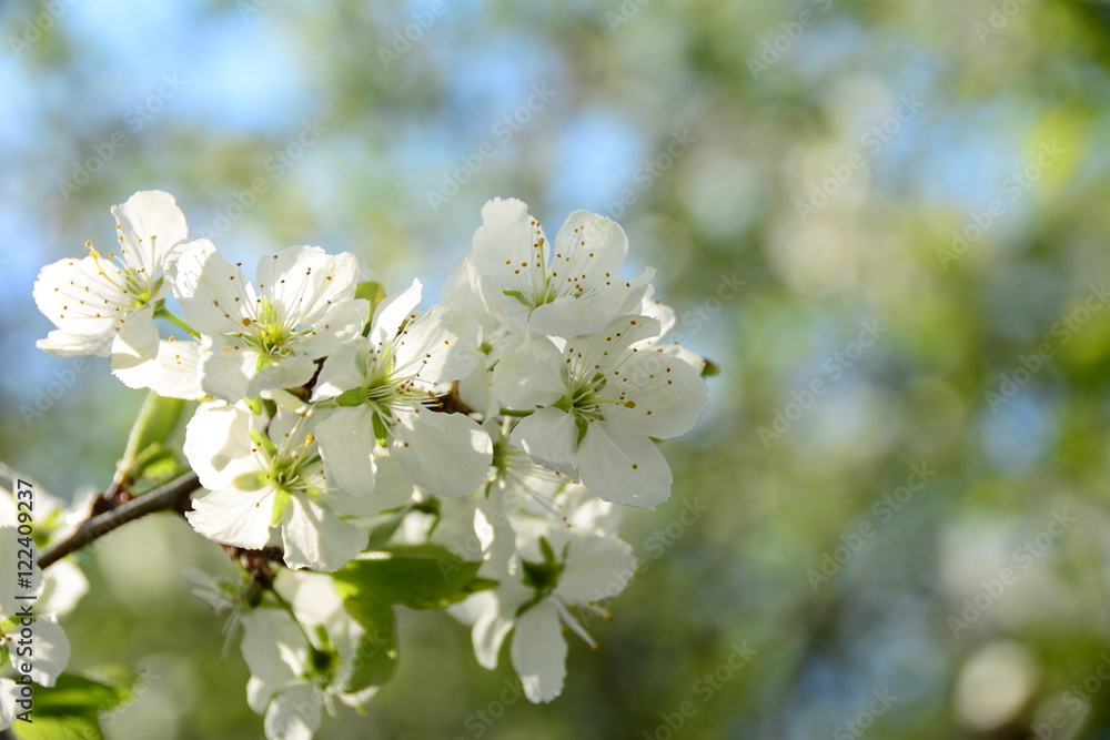 Blooming cherish tree in the garden in spring 