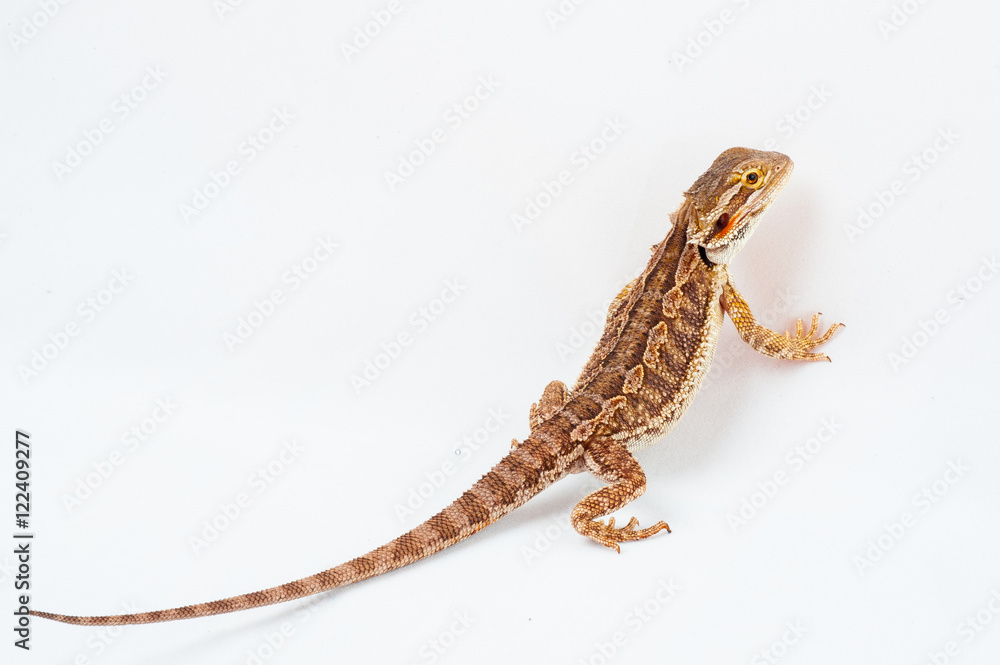 Naklejka premium one agama bearded on white background.reptile close-up.
