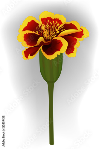 Bright autumn flower