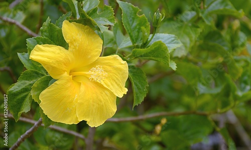 Hibisceae
