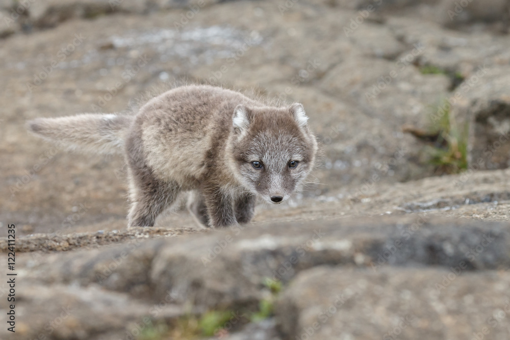 Obraz premium Playful arctic fox cub of 6weeks old