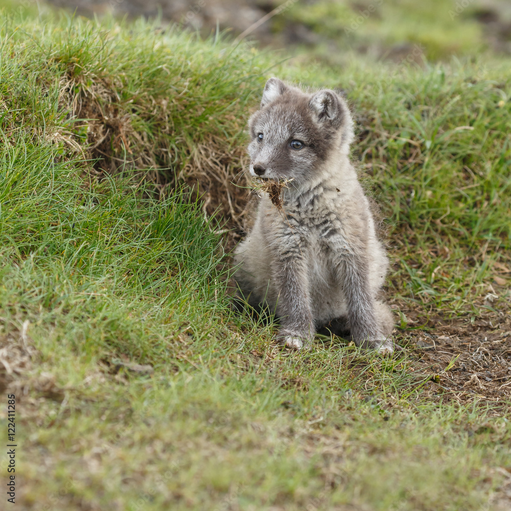 Fototapeta premium Playful arctic fox cub of 6weeks old 