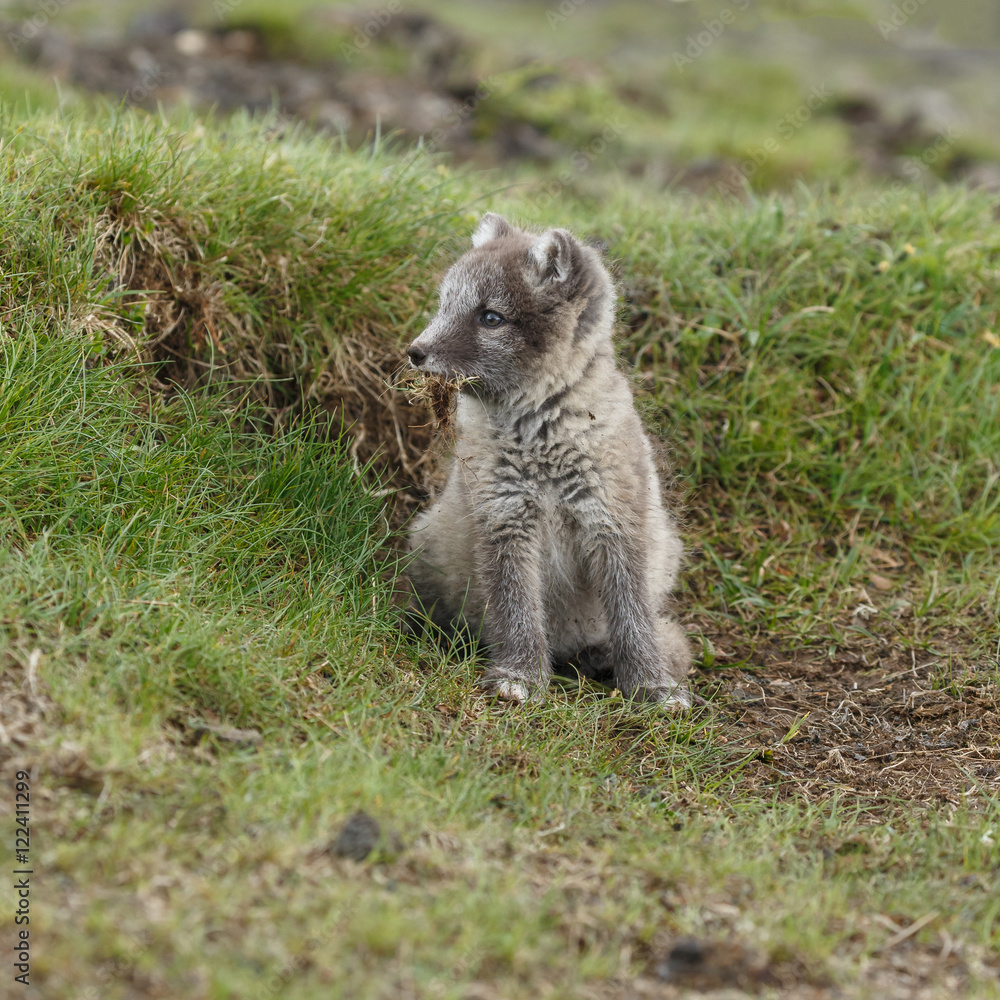 Fototapeta premium Playful arctic fox cub of 6weeks old 