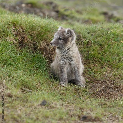 Playful arctic fox cub of 6weeks old   © Menno Schaefer