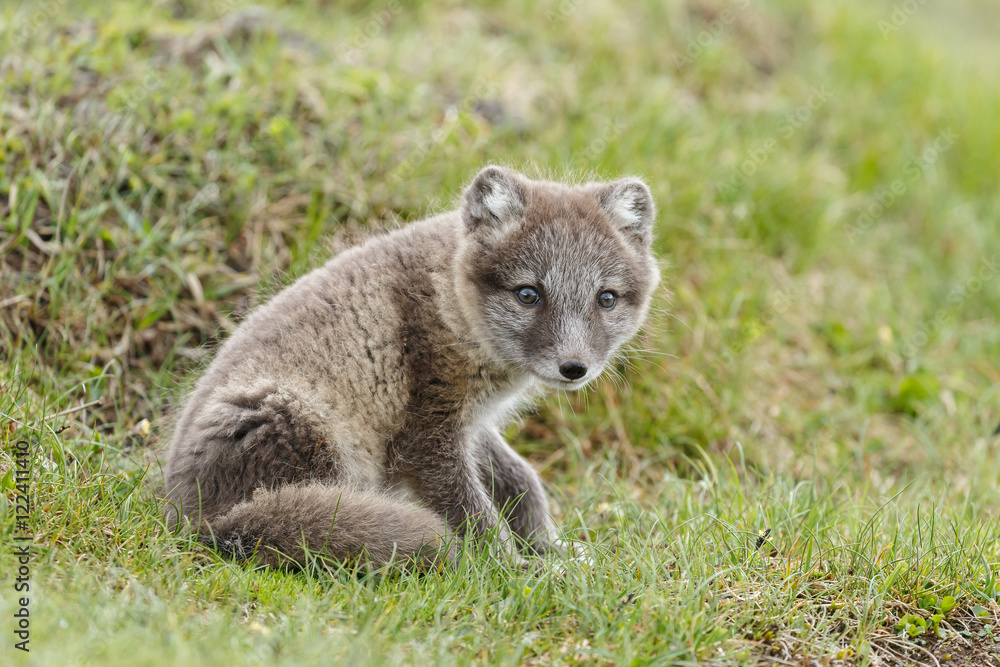 Naklejka premium Playful arctic fox cub of 6weeks old