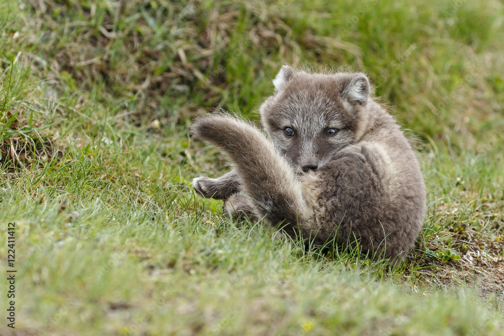 Playful arctic fox cub of 6weeks old
