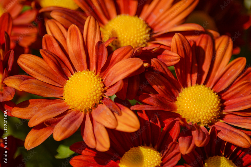 Fototapeta premium Chrysanthemum