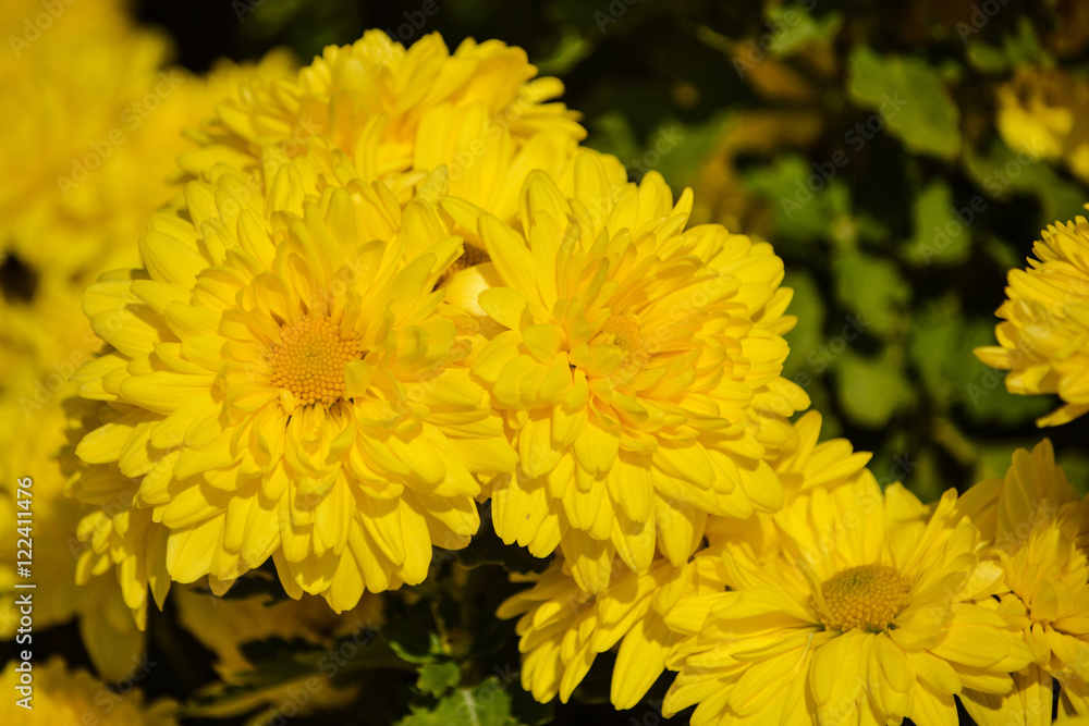 Fototapeta premium Chrysanthemum