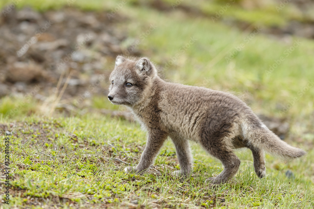 Playful Arctic fox cub in the mountains of Iceland Playful Arctic fox cub in the mountains of Iceland