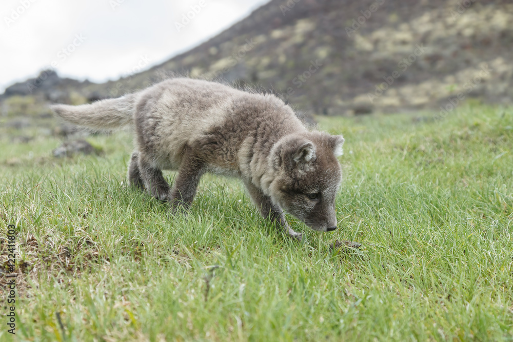 Playful Arctic fox cub in the mountains of Iceland Playful Arctic fox cub in the mountains of Iceland