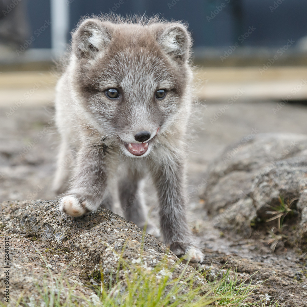 Playful Arctic fox cub in the mountains of Iceland