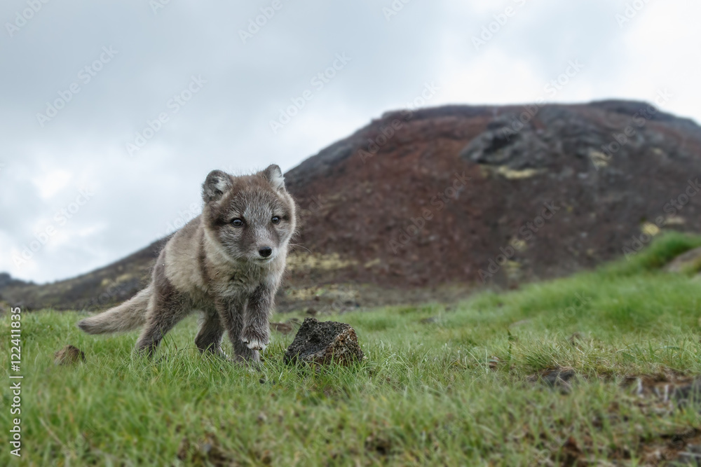 Obraz premium Playful Arctic fox cub in the mountains of Iceland