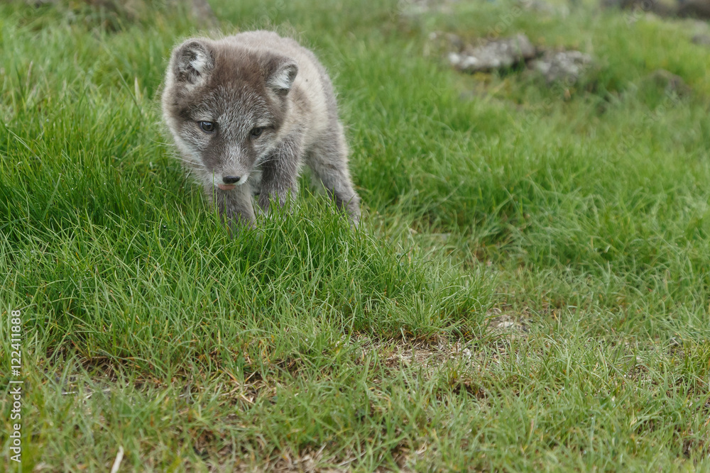 Playful Arctic fox cub in the mountains of Iceland Playful Arctic fox cub in the mountains of Iceland