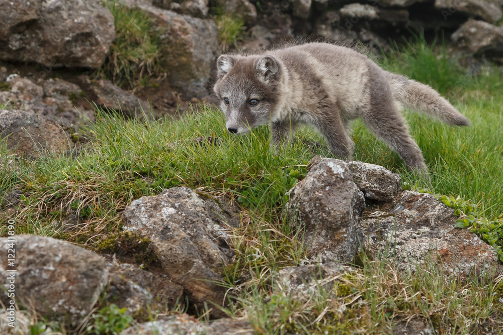 Playful Arctic fox cub in the mountains of Iceland Playful Arctic fox cub in the mountains of Iceland