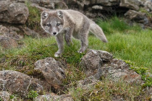 Playful Arctic fox cub in the mountains of Iceland © Menno Schaefer