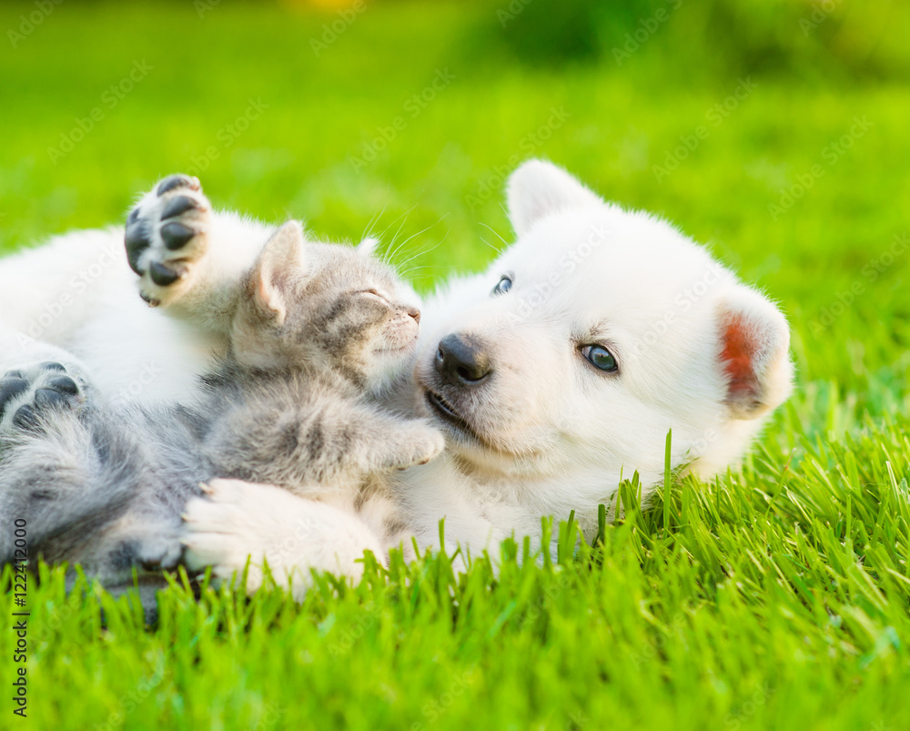 White Swiss Shepherd`s puppy playing with tiny kitten on green grass.