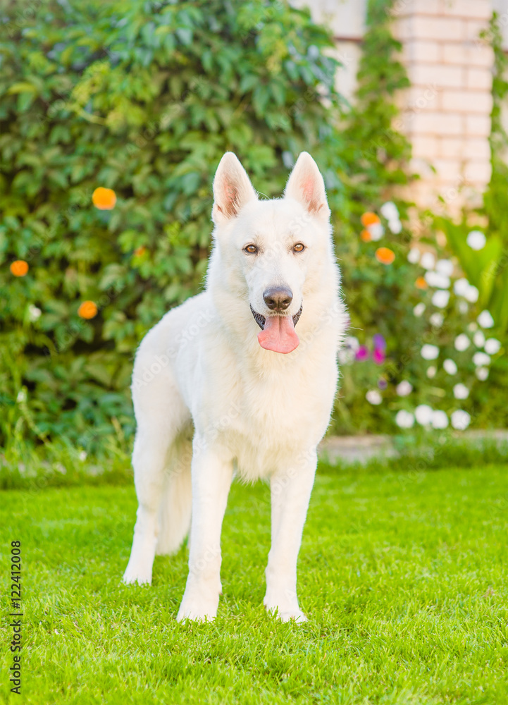Purebred White Swiss Shepherd standing in front view on the grass.