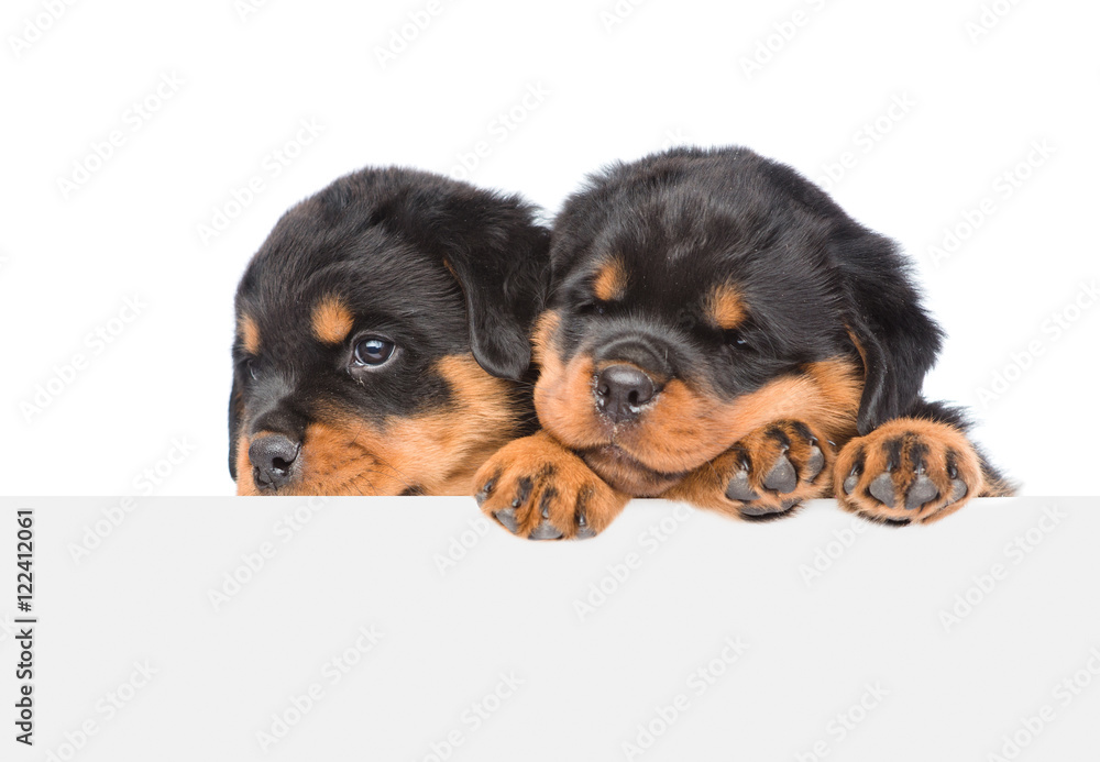 Two Rottweiler puppies peeking from behind empty board. isolated on white 
