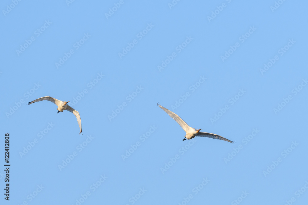 Common spoonbill (Platalea leucorodia) in flight. Common spoonbill (Platalea leucorodia) in flight.