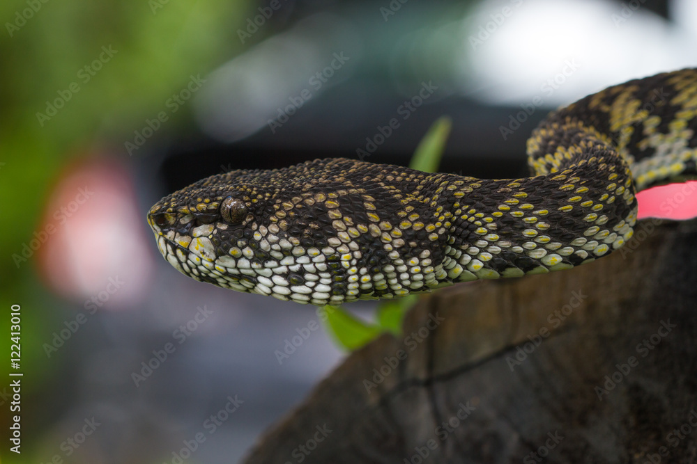 Fototapeta premium Close up of Mangrove Pitviper snake