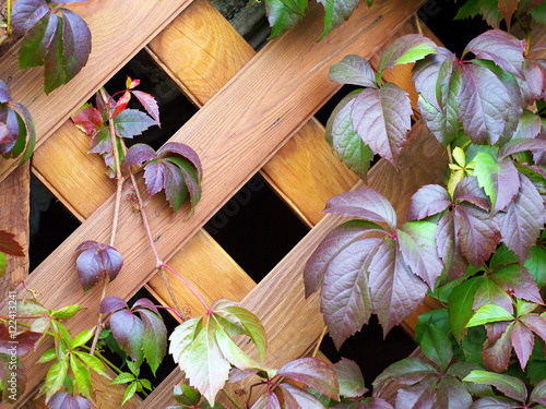 Tablou pe pânză climbing plant on a wooden trellis
