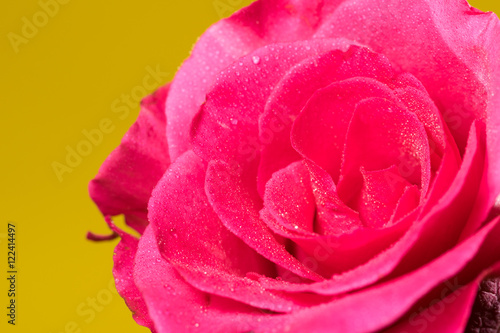 Red Rose with Yellow background