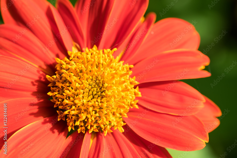 Red chrysanthemum macro shot Red chrysanthemum macro shot