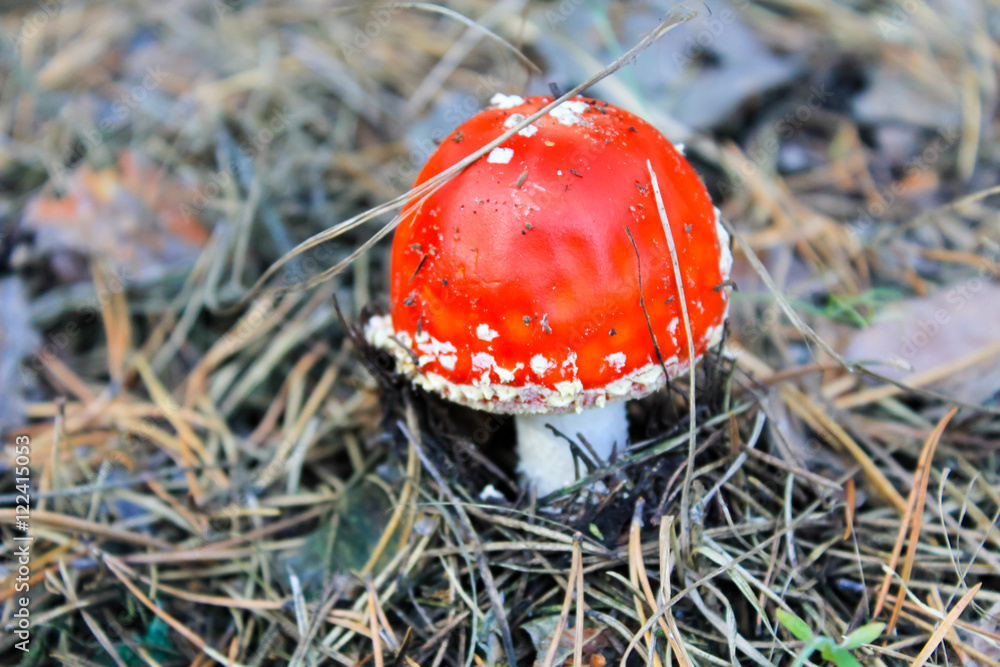 Red mushroom (Amanita Muscaria, Fly Ageric, Fly Amanita) in forest Red mushroom (Amanita Muscaria, Fly Ageric, Fly Amanita) in forest